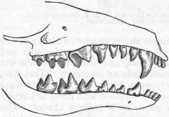 Fig. 445. Dentition of the common Mole (Talpa Europaea).