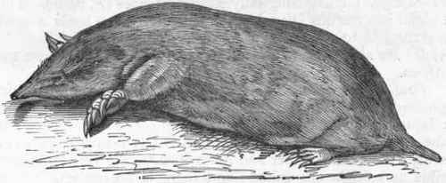 Fig. 446. European Mole (Talpa Europaea).