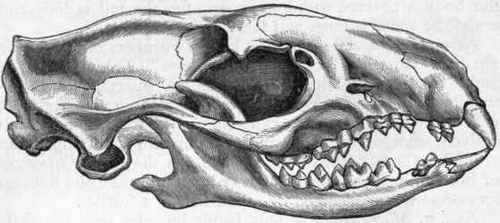 Fig. 447. Skull of the common Hedgehog (Eriuaceus Europaeus).