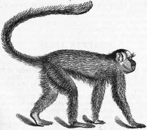Fig. 449. Green Monkey or Guenon (Cercocebus sabaeus). (After Cuvier.)