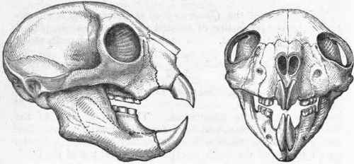Fig. 450. Skull of the Aye aye (Cheiromys), viewed laterally and from the front. (After Owen.)