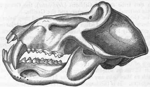 Fig. 452. Side view of the skull of a Baboon (Cynocephalus ursinus). (After Giebel.)