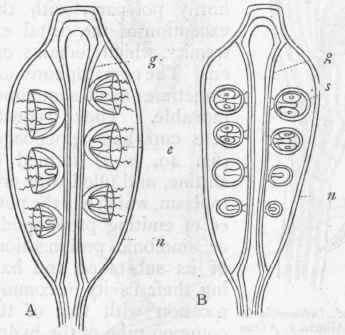 Fig. 47. Diagrams of the gonothecae, with their contents, of the Sertularians and Campanularians. n Chitinous envelope ; g Central gonoblastidion or blastostyle; e Medusiform gonophores carried upon the blastostyle, each with a central manubrium, in the walls of which the generative elements are produced ; s Sporosacs carried upon the blastostyle, each with a central pillar (spadix), round which the ova are developed. (Altered from Allman.)