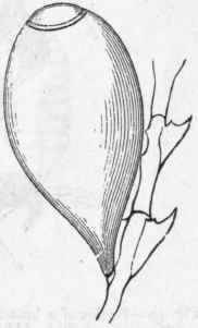 Fig. 48. Ovarian capsule of Diphasia (Ser tularid) operculata, Linn. (after Hincks). Greatly enlarged.