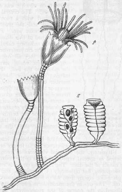 Fig. 50.   Portion of the colony of Clytia (Campanularia) fohnstoni, magnified. p Nutritive zooid; g Capsules in which the reproductive zooids are produced.