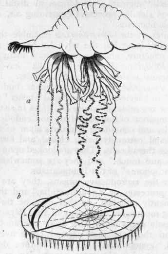 Fig. 56. Physophoridae. a Portuguese man of war (Physalia utriculus), showing the fusiform float and the polypites and tentacles (after Huxley); b Velella vulgaris (after Gosse).