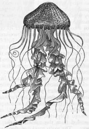 Fig. 59. Hidden eyed Medusae. Generative zooid of one of the Pelagidae (Chrysaora hyoscelld)) after Gosse.