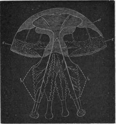 Fig. 60. Rhizostomidae. Generative zooid of Rhizostoma (after Owen). a Umbrella; bb