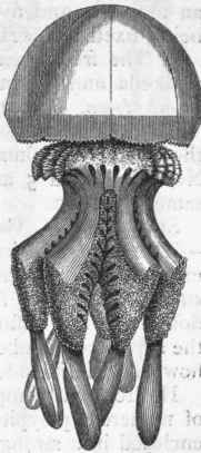 Fig. 61. Generative zooid of Rhizostoma pulmo, reduced in size. (After Gosse.)