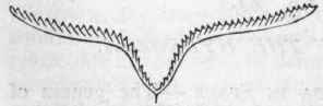 Fig. 67. Didymograptus V fractus.