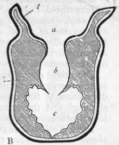 Fig. 69. A, Actinia mesembryanthemum, one of the Sea anemones (After Johnston); B, section of the same, showing the mouth (a), the stomach (A), and the body cavity (c).