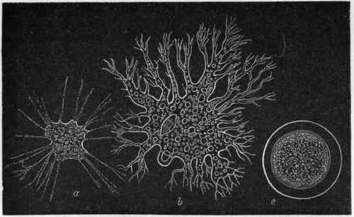 Fig. 7. Morphology of Monera. a Protamoeba porrecta; b Protomyxa auran tiaca ; c The same in an encysted condition. Greatly magnified.