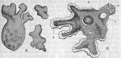 Fig. 8. A, Amoeboe developed in organic infusions (after Beale), greatly enlarged; B, Amoeba princeps (after Carter); v Villous region ; c Contractile vesicle; n Nucleus ; e Ectosarc.