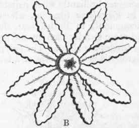 Fig. 80. A, Portion of the corallum of Tubipora musica, of the natural size, showing the tubular corallites and their connecting floors. B, Polype of the same, greatly enlarged, showing the mouth and tentacles.