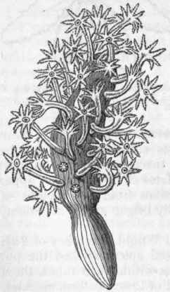 Fig. 81. Colony of Veretillum cyno morium, of the natural size, with the polypes protruded.