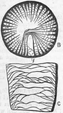 Fig. 86.   Morphology of the Rugosa. A, Fragment of Zaphrentis gigantea, showing the septa (s) with the sparse dissepiments crossing the interseptal loculi, the epitheca (e), and the thin proper wall (w). B, Transverse section of Zaphrentis Guerangeri, showing the septa and dissepiments, the central area occupied solely by the tabulae, and the 