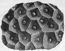 Fig. 87.   Strombodes pentagonus. A Silurian Rugose Coral.