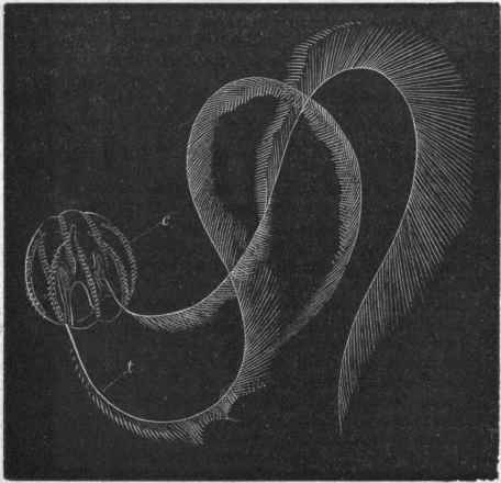 Fig. 89.   Adult of Pleurobrachia rhododactyla, in a natural attitude and of the natural size. (After A. Agassiz.) c One of the ctenophores; t One of the tentacles.