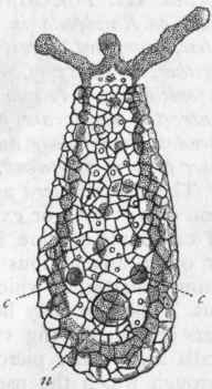 Fig. 9. Difflugia pyriformis, greatly enlarged. (Altered slightly from Carter.) The test is composed of angular grains of transparent quartz, within which is the transparent ecto sarc, lined by the finely granular endosarc. n Nucleus ; c c Contractile vesicles.