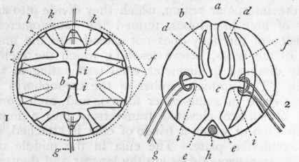 Fig. 90.   Morphology of Ctenophora. 1. Diagrammatic transverse section of Pleurc brachia. b Digestive cavity ; i i Primary radial canals ; k k Secondary radial canals; / / Tertiary radial canals ; g Tentacle.
