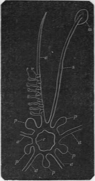 Fig. 95. Diagram of the ambulacral system of Echinus. m Madreporiform tubercle; s Stone canal; r Central oesophageal ring; p p Polian wades; a a Radiating ambu lacral vessels. Only the bases of four of the radiating vessels are shown; and a few of the tnbe feet (t) with their secondary vesicles or