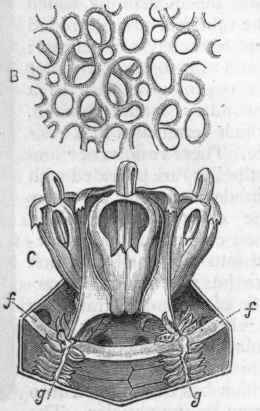 Fig. 96. A, The masticatory apparatus of an Echinoid (Toxopneustes lividus), viewed from above, with part of the alimentary canal attached to it: a OEsophagus; b Heart, with the sand canal (c) in a groove on one side ; d The summit of the masticatory apparatus, with some of the muscles (e) of the same. B, Minute structure of one of the plates of the test of an Echinus (greatly magnified), showing the calcified areolar tissue. C, The masticatory apparatus of Sphaerechinus esculentus, viewed from the inside and laterally, as seen in place: f f Peristomial margin of the corona; g g Two of the radiating ambulacral vessels, with their rows of ampullae.