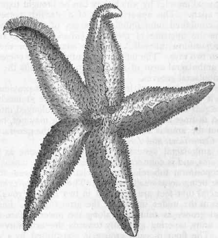 Fig. 97. The common Star fish (Uraster rubens), natural size, viewed from above.
