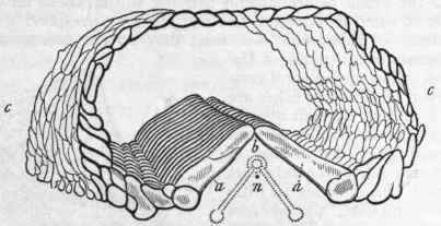 Fig. 99. Section of the ray of Uraster rubens. a a Ambulacral ossicles; b Position of the ambulacral vessel; c c Plates of the external skeleton; n Nerve cord. The dotted lines show the tube feet proceeding from the ambulacral vessel.