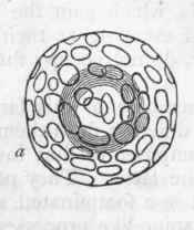 I Family Acanthometrina 27