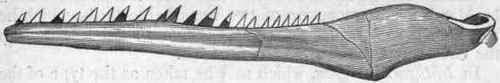 Order I Odontolcae 430