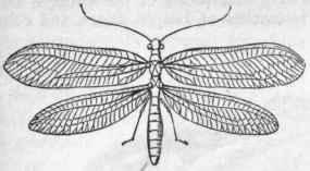 Order VII Neuroptera Odonata 231