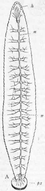 Orders Of Annelida Order I Hirudinea Discophora or 165