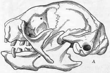 Placental Mammals Edentata Order III Edentata or B 455