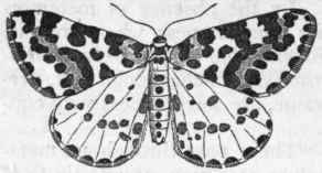 Section 3 Holometabolic Insects 223