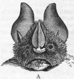 Section B Frugivora Megacheiroptera 537