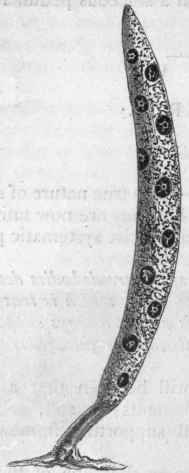 Spongida Order V Spongida or Porifera 31