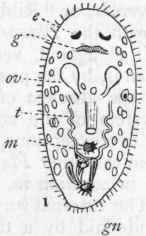 Sub order I Planarida 150