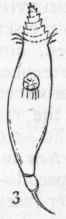 Sub order I Planarida 152