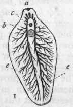 Trematoda And Turbellaria Order Trematoda 148