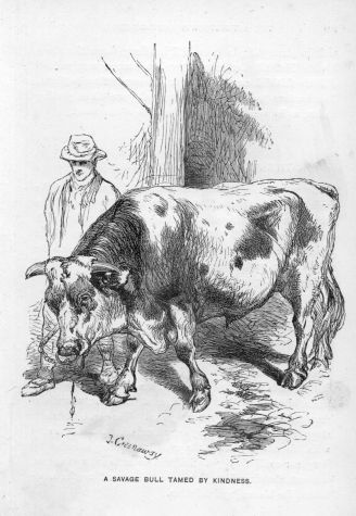 A savage Bull tamed by Kindness.