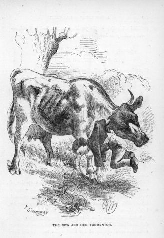 The Cow and her Tormentor.