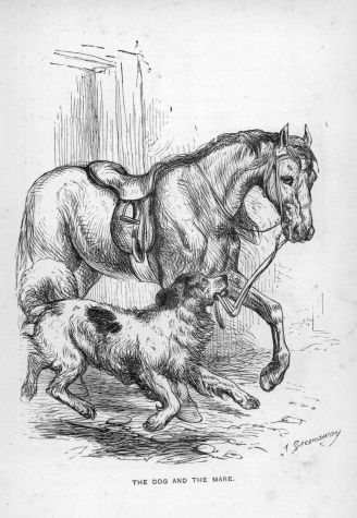 The Dog and the Mare.