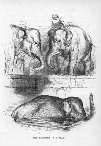 The Elephant in a Well.
