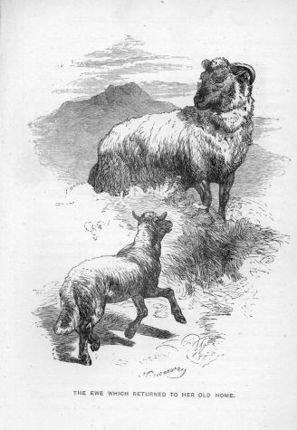 The Ewe which returned to her old Home.