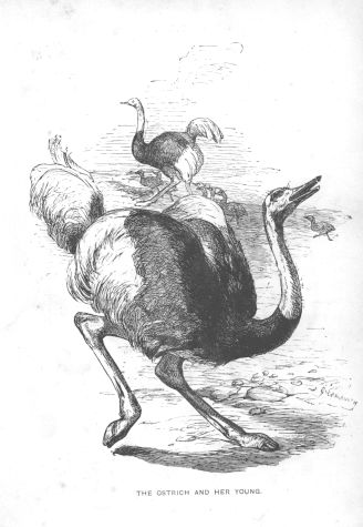 The Ostrich and her Young.