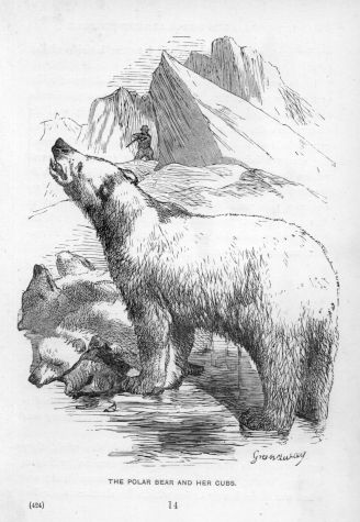 The Polar Bear and her Cubs.