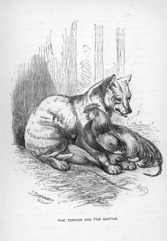 The Terrier and the Bantam.