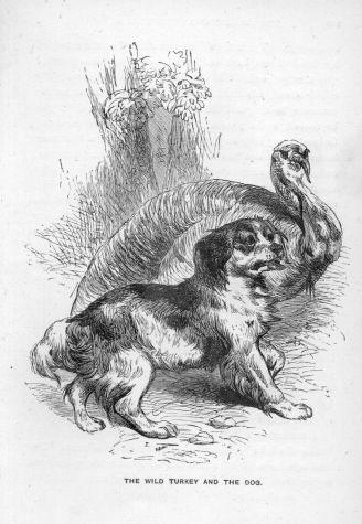 The wild Turkey and the Dog.