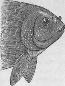 Head of Male Goldfish.