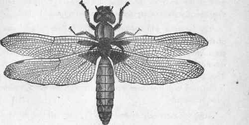 The Dragon Fly.